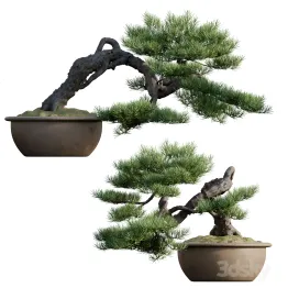 Pine bonsai